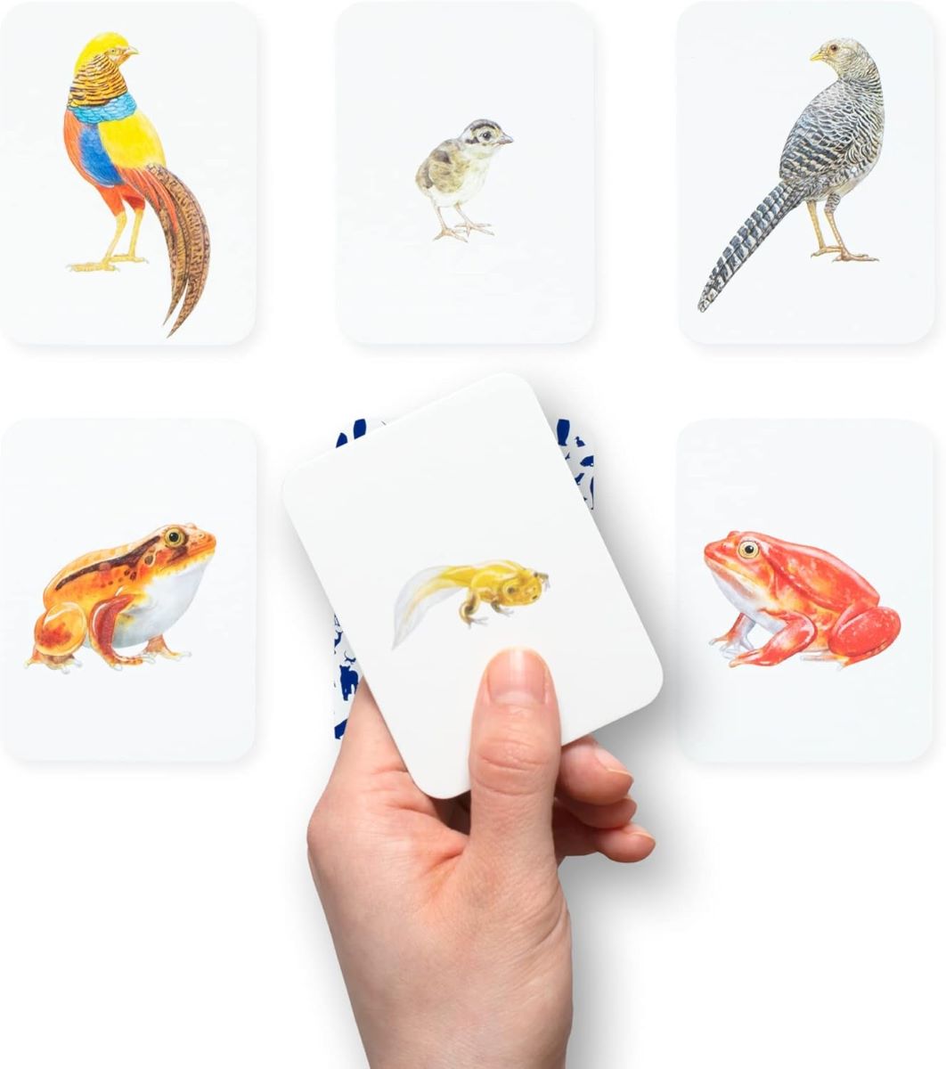 Animal Family Match