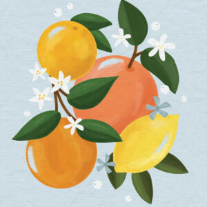 Freshly Squeezed Blank Boxed Note Cards