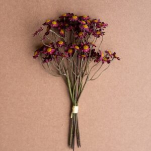 Chamomile Bundle (6 Stems) - Burgandy