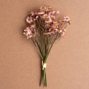 Chamomile Bundle (6 Stems) - Blush