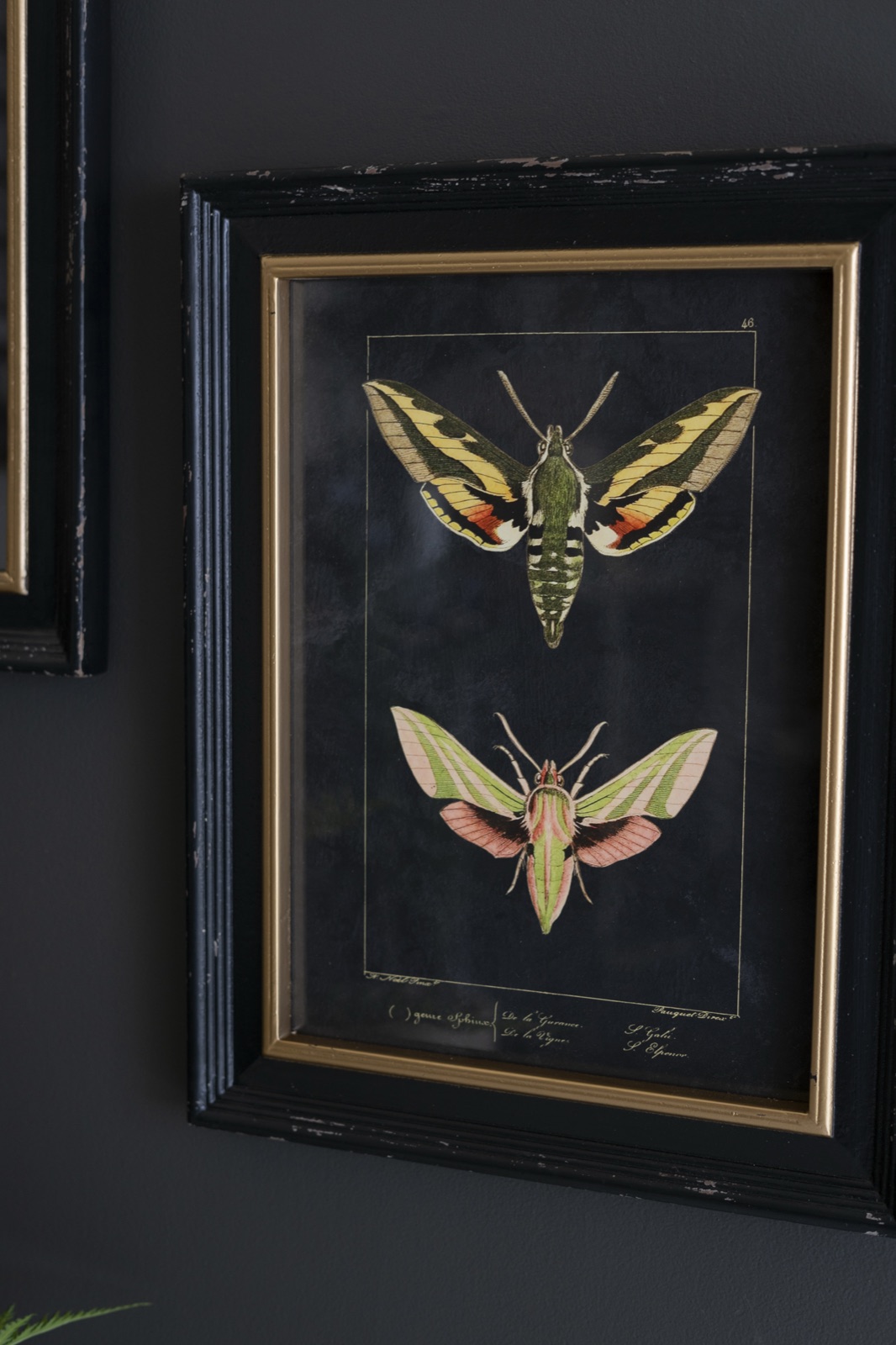 Set of Two Framed Moth Prints Under Glass