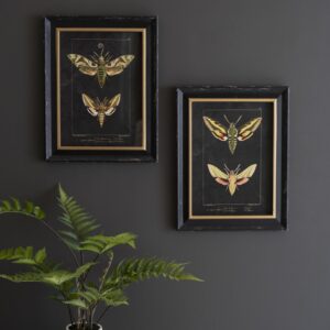 Set of Two Framed Moth Prints Under Glass