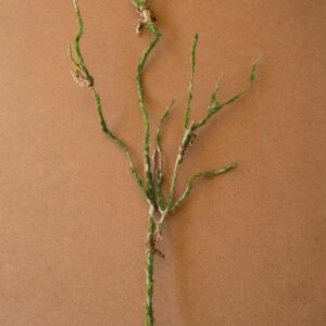 Botanica #9028