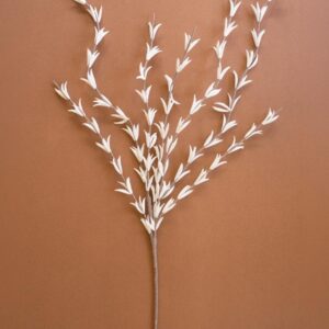 Botanica #914
