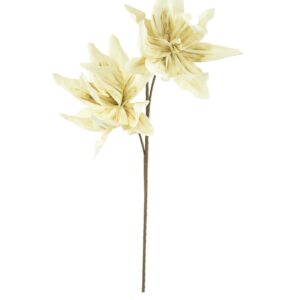 Botanica #2446