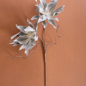 Botanica #2547