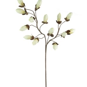 Botanica #2716