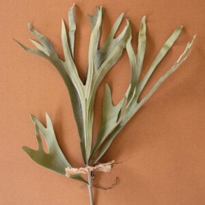 Artificial Staghorn Fern Stem