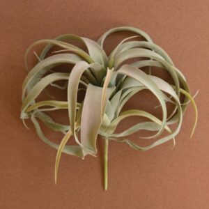 Extra Large Tillandsia Plant