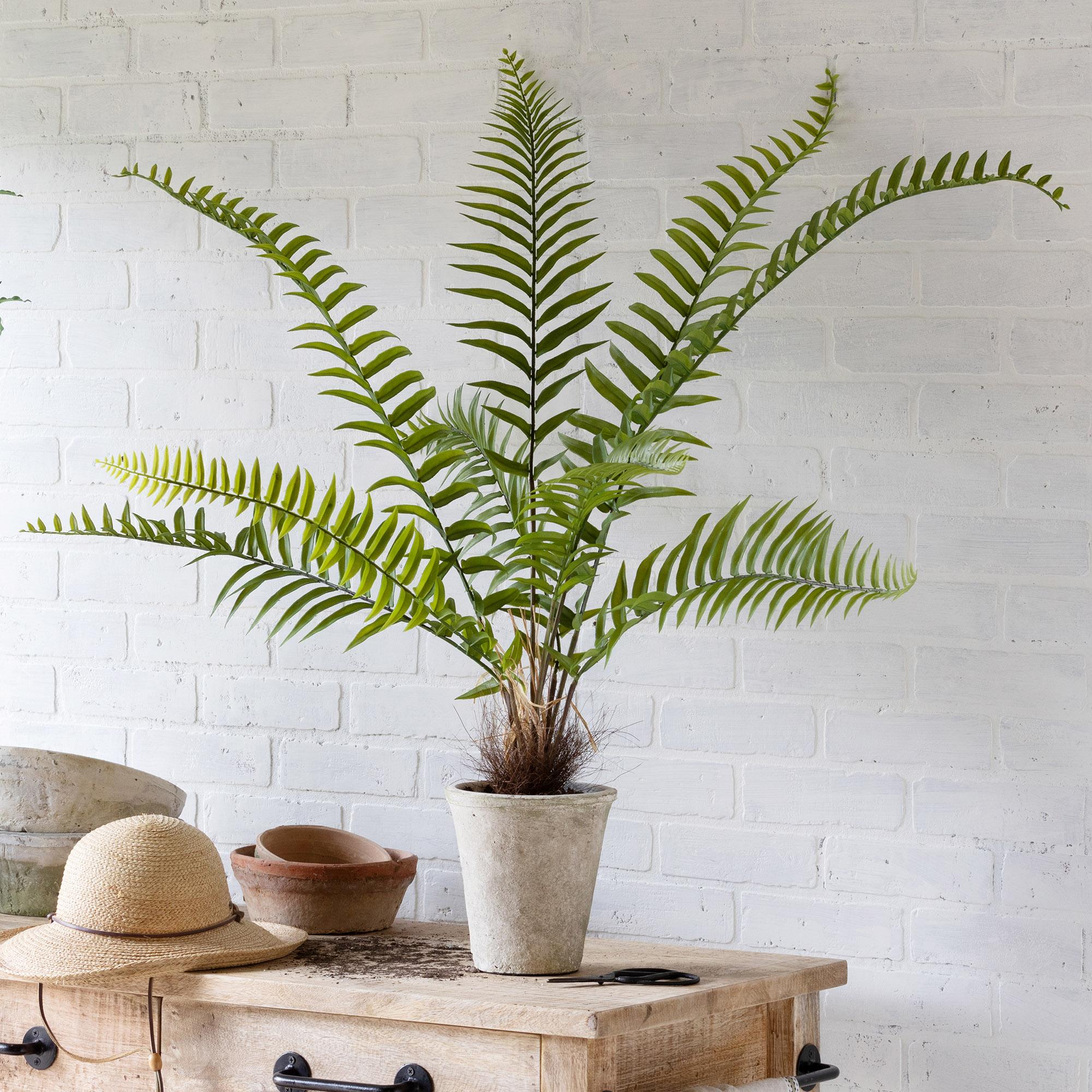 Flat Fern, Potted - view 2